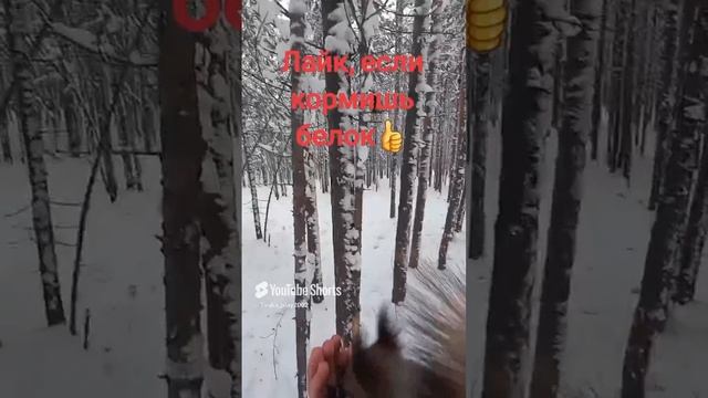 Белочка😊