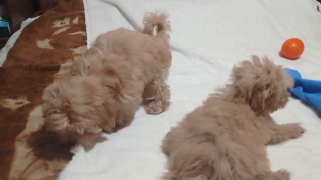 1000162623.mp4