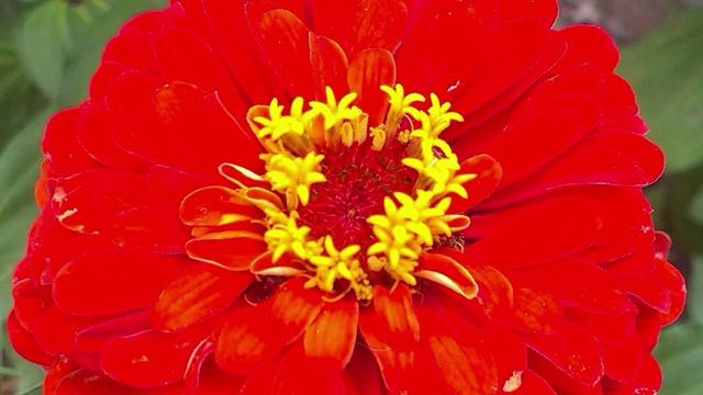 Плейлист "Цветники ароматные" 28 | #цветы #цветочки #цветники #цветник #клумбы #клумба #растения