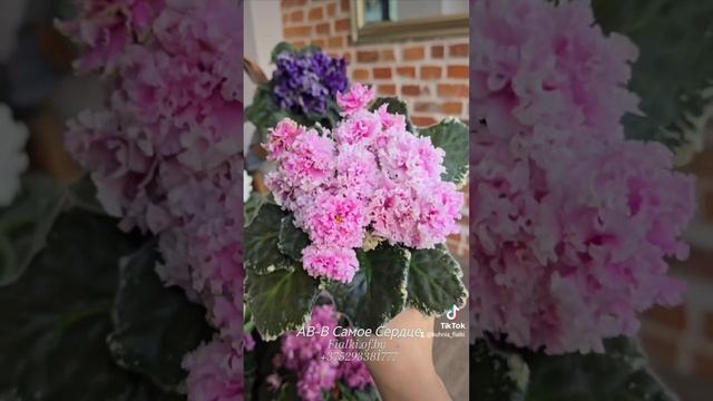 Обзор сортов Кухня Фиалки🐇: АВ-Легенда о Золотой Луне,  АВ-В Самое Сердце м тд