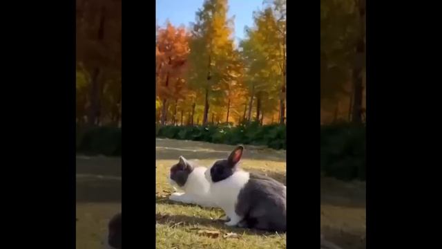 Забавные видео с котиками #17😼