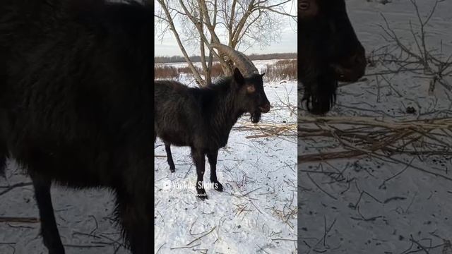 Козёл Филипп нервничает