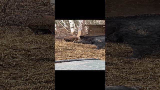 22-11-2024 Хорошая охота