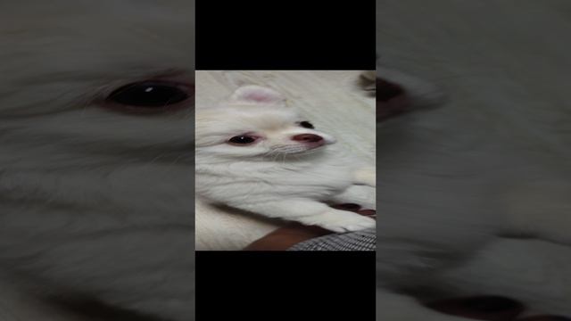 щенки чихуахуа 2,5 месяца