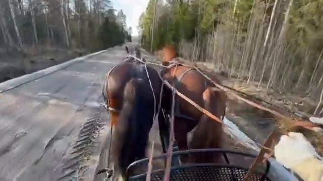 Съезженная пара Владимирских кобыл