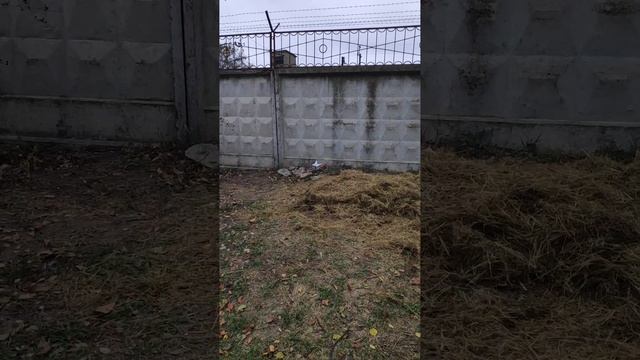 VID-20241116-WA0027.mp4