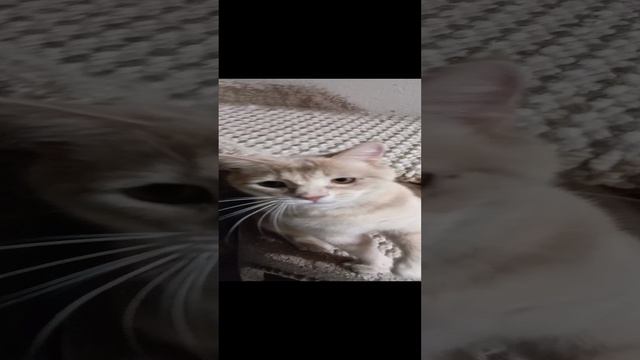 1000004656.mp4