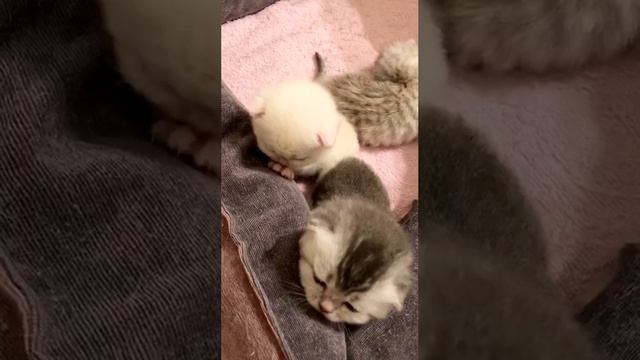 Котятам кошки Кайли 15 дней.