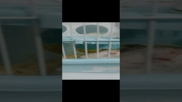 Хомяк