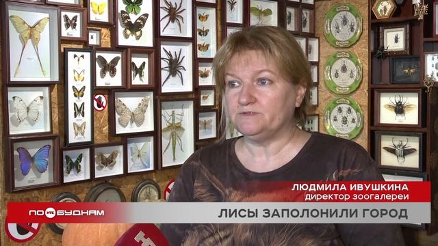 Большое количество лис в Саянске стало поводом для совещания в администрации