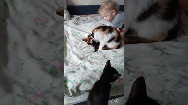 Хвостик на прогулке 🤗😻🥹💕💫!#кошки#котёнок#рутюб