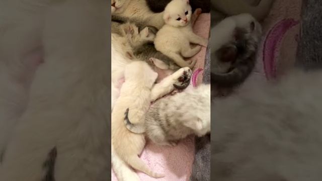 Котятам кошки Кайли 14 дней.