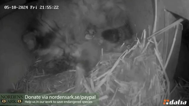 Сумчатый манул