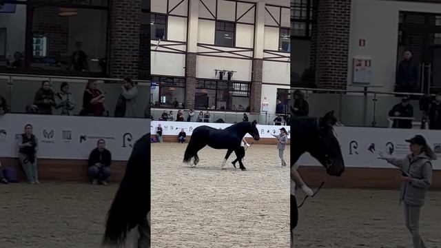 Гугуша. #владимирскийтяжеловоз  Чемпионка среди кобыл на выставке #коннаяРоссия
