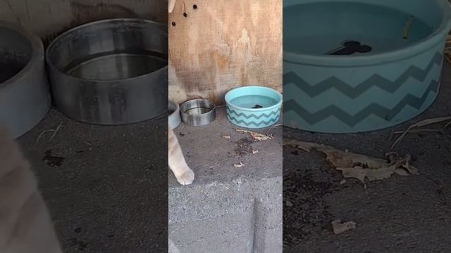 Котик грызёт косточки.