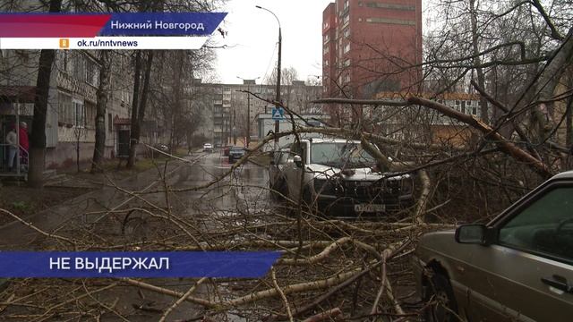 Ветхий тополь разбил капот и помял крышу автомобиля на бульваре Заречном