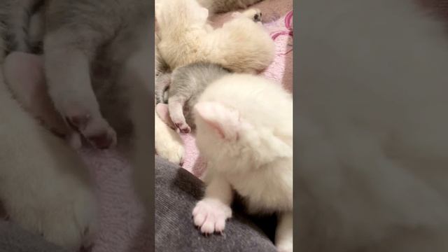Котятам кошки Кайли 14 дней.