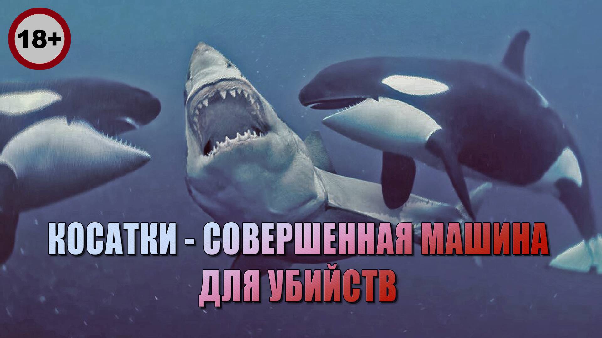 Косатка устроила FATALITY заблудившемуся морскому котику