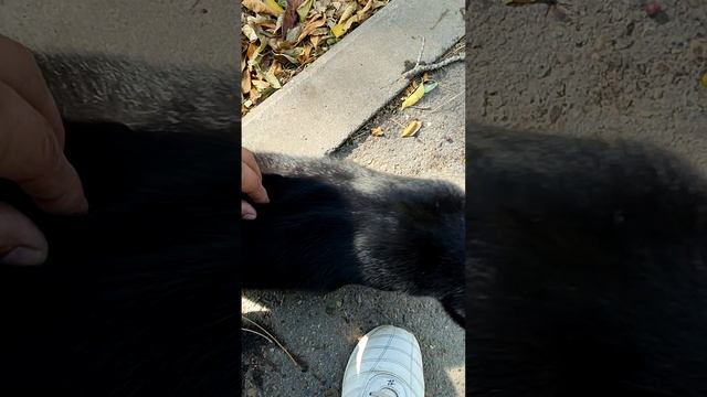 Черная кошка