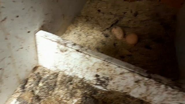 Пополнение в нашей семье. Профилактика от кокцидиоза кроликов и птицы.