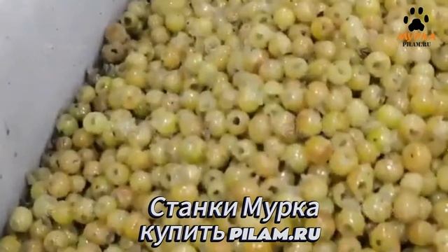 Мурка  Высокоскоростной станок для удаления сердцевины и кожуры FXP-108 pilam.ru