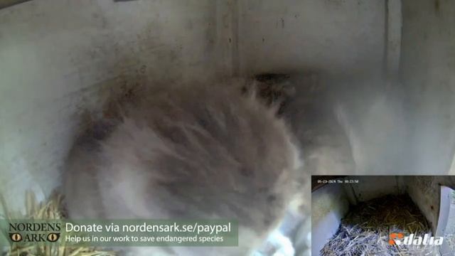 Поваляшки после завтрака