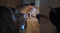 Котофей в гостях у кисок