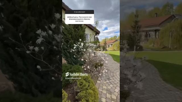Нужна ли магнолии формирующая обрезка?