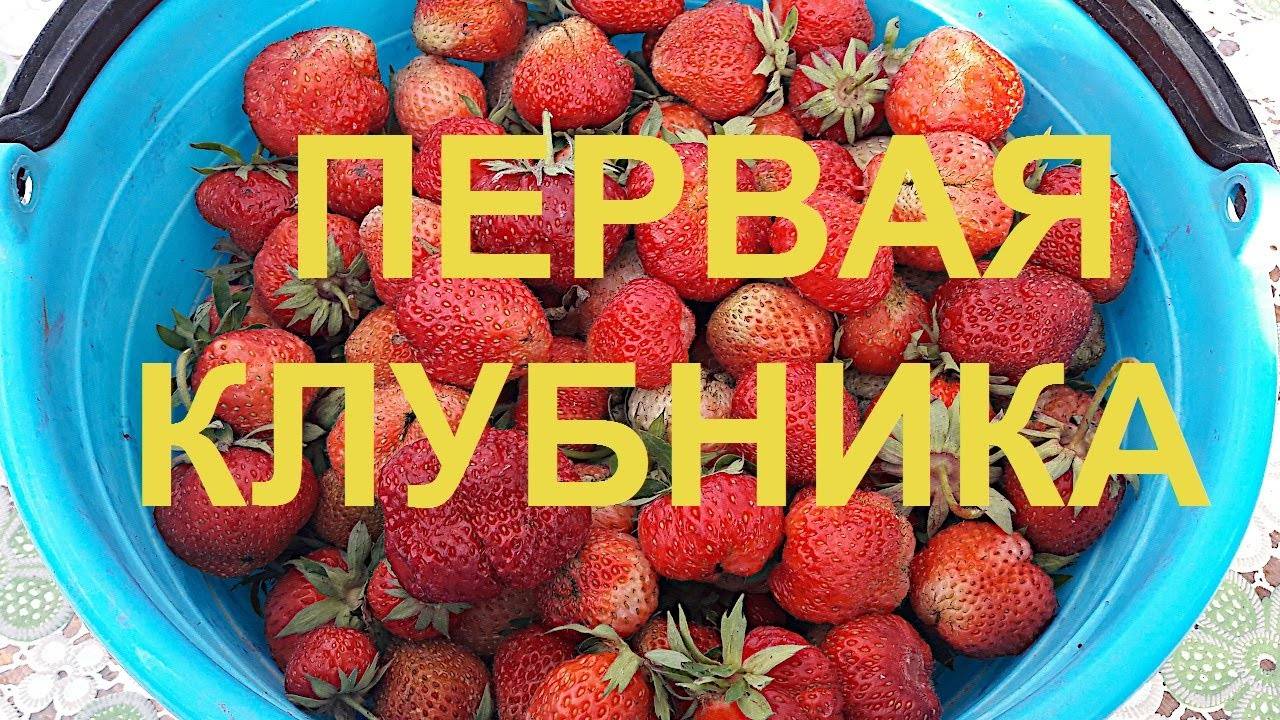 Первая клубника в саду