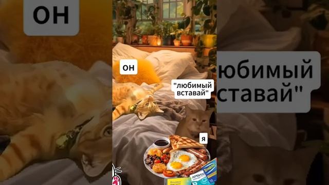 Котики
