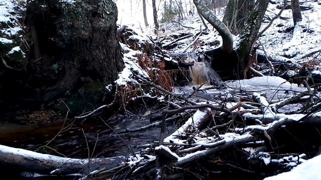 Звуки природы, шум воды, Сосновый бор