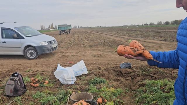 23-11-2024 Морковь Сорткантон.В Крыму. Красноперекопский Район Хутор Новопавловская