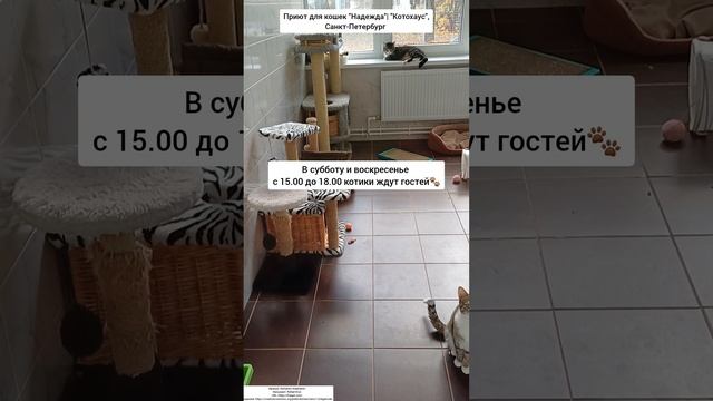 котики ждут