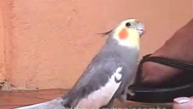 Поющий и танцующий попугай!