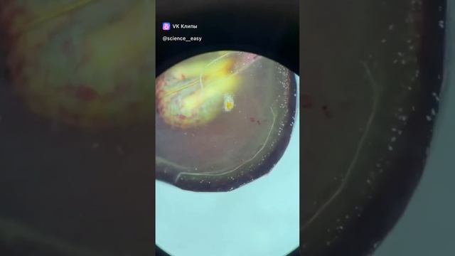 clip-220215966_456242721.mp4