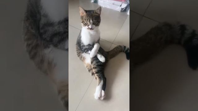 Кошка настоящая леди 😂