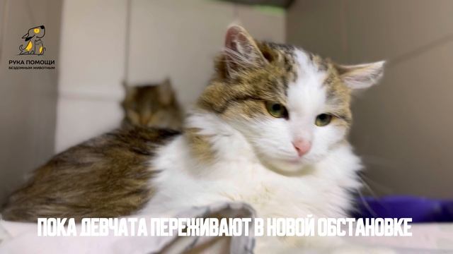 Знакомьтесь с сестричками Габи и Хистория! Поддержать⬇️
