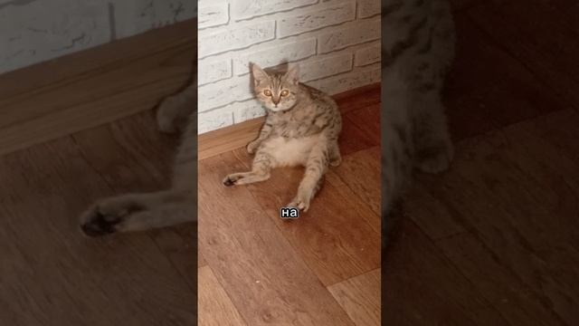 наблюдение!