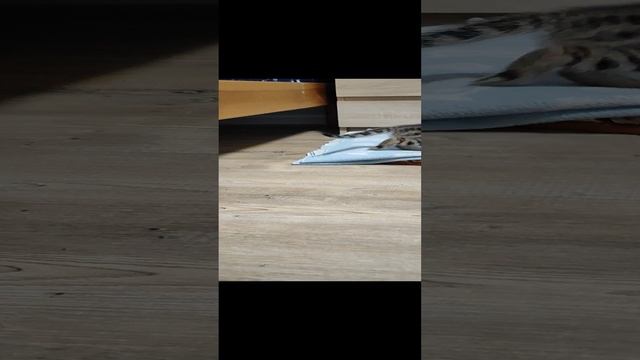1000009094.mp4