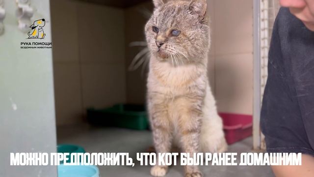 Котодедушка пришел за помощью к людям! Поддержать⬇️