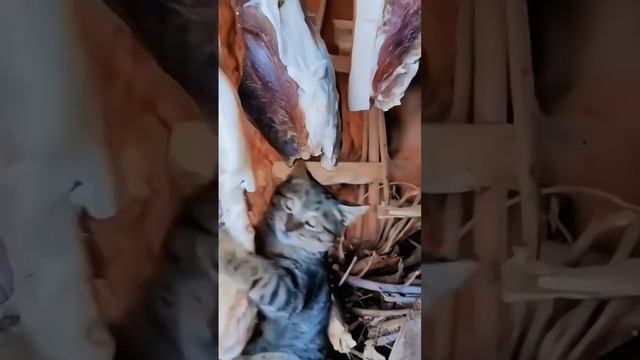 хихичпок юмор интернет