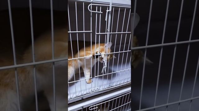 хихичпок юмор подборка