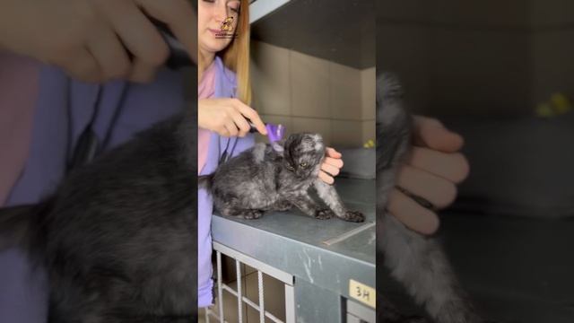 Лайфхак, как сделать котика послушным! Поддержать⬇️