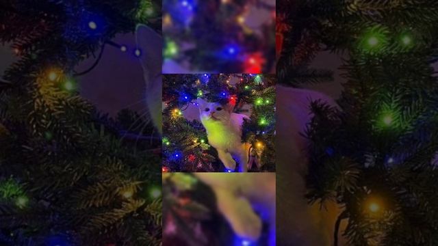 💋Nyan.mp3 I Поцелуй без ментола 🥰



HE SPEED UP!!!