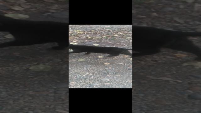 VID_20241123_092817.mp4