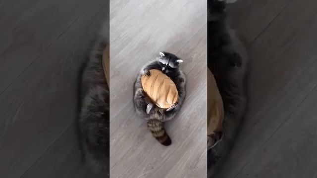 Сколько булочек на видео? 🥖