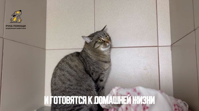 Новичок Титан приехал в приют! Поддержать⬇️