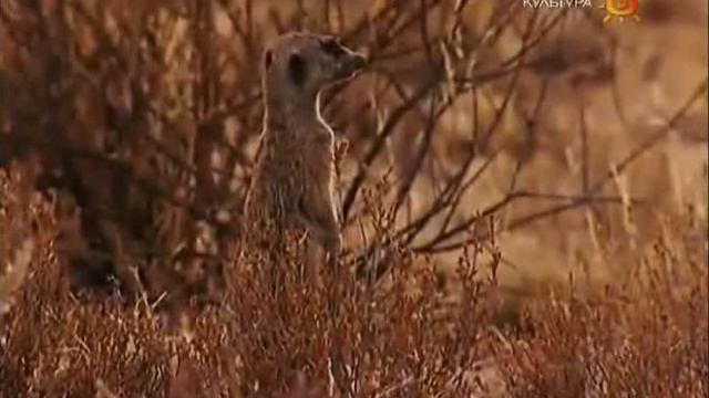 Поместье сурикатов / Meerkat Manor (1)