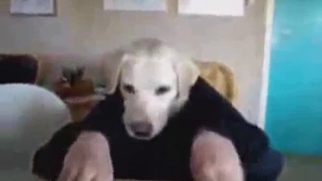 челобака)