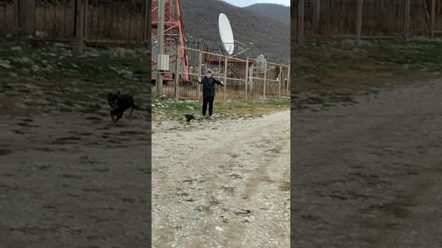 гуляю с Джеком